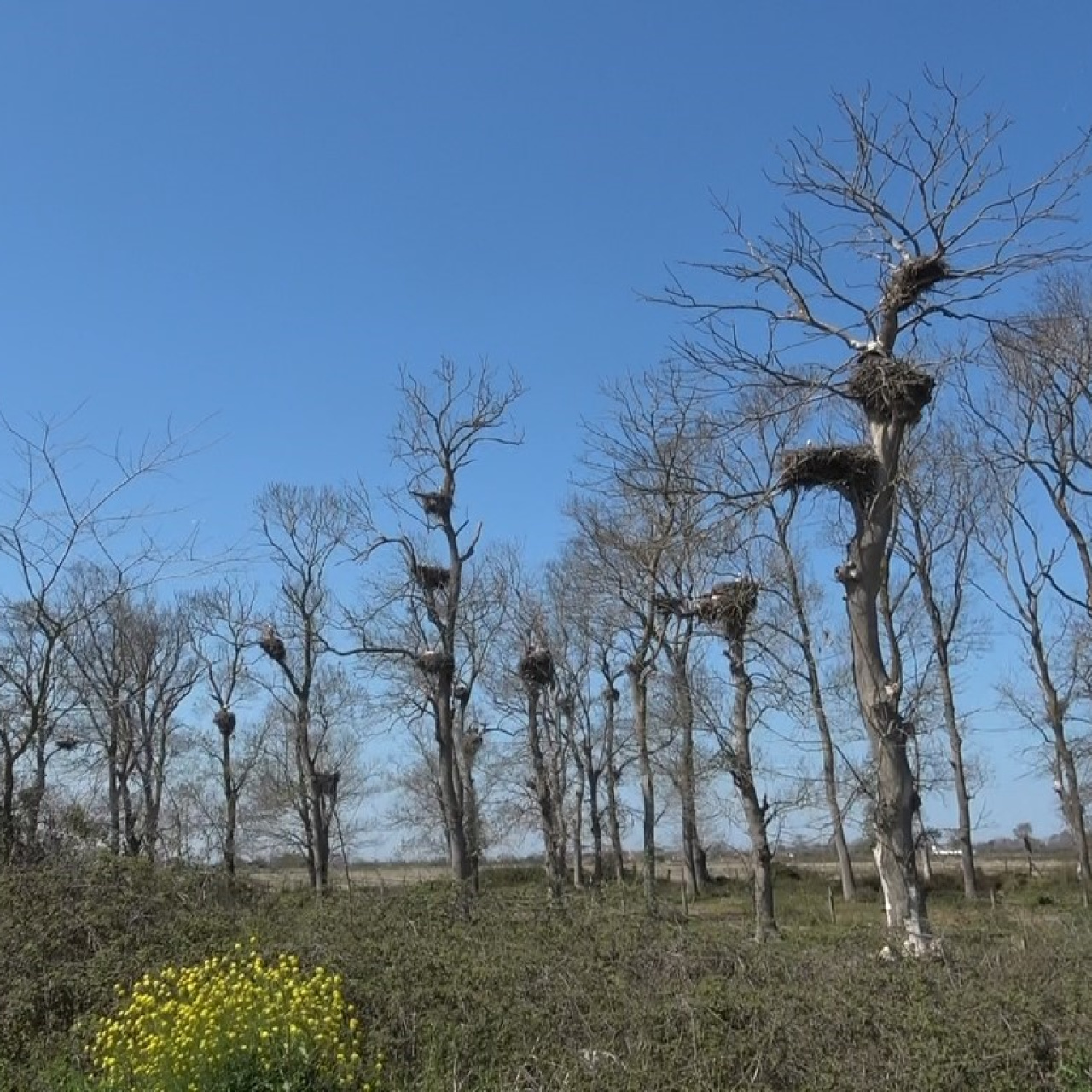 Afrika'dan yola çıktılar! Samsun'da 'leylek' apartmanı!