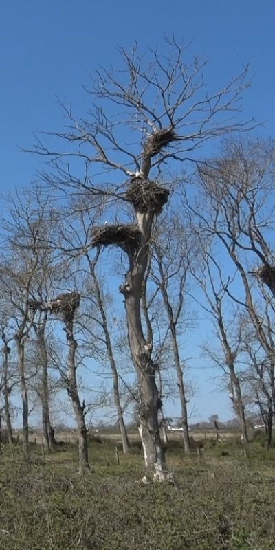 Afrika'dan yola çıktılar! Samsun'da 'leylek' apartmanı!