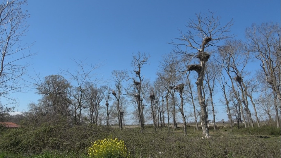 Afrika'dan yola çıktılar! Samsun'da 'leylek' apartmanı!