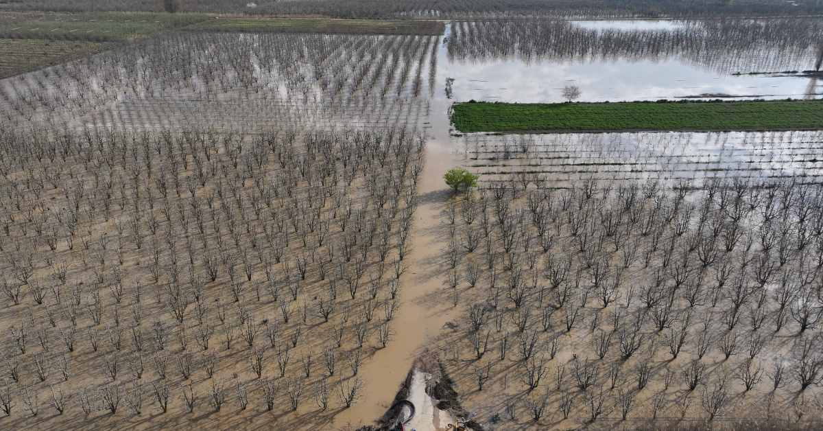Gürsu Ovası Armut Bahçeleri Su Altında! Sağanak Son Günlerde Etkili