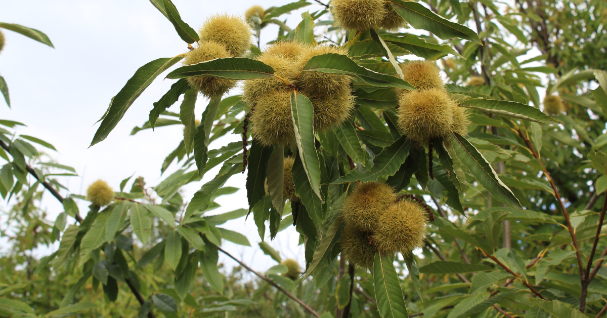 Sinop'da Gal Arısı Tehdidi Toplantıda Değerlendi