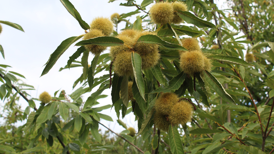 Sinop kestanesinde "gal arısı" tehdidi