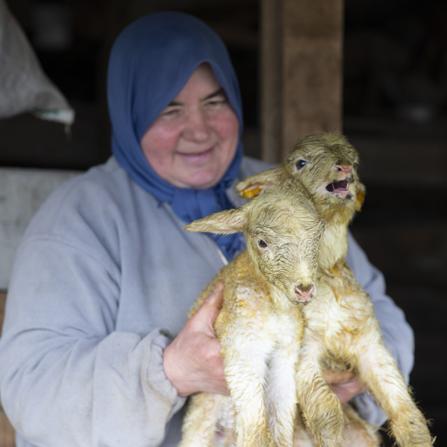 Dördüz yavrulayan koyun, sahibini sevindirdi