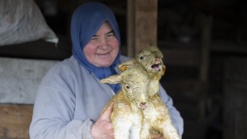 Dördüz yavrulayan koyun, sahibini sevindirdi