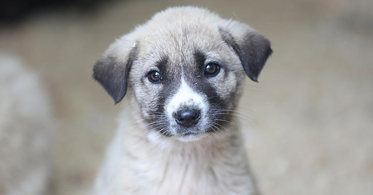 4 Nisan ne günü: Sokak hayvanları farkındalık günü