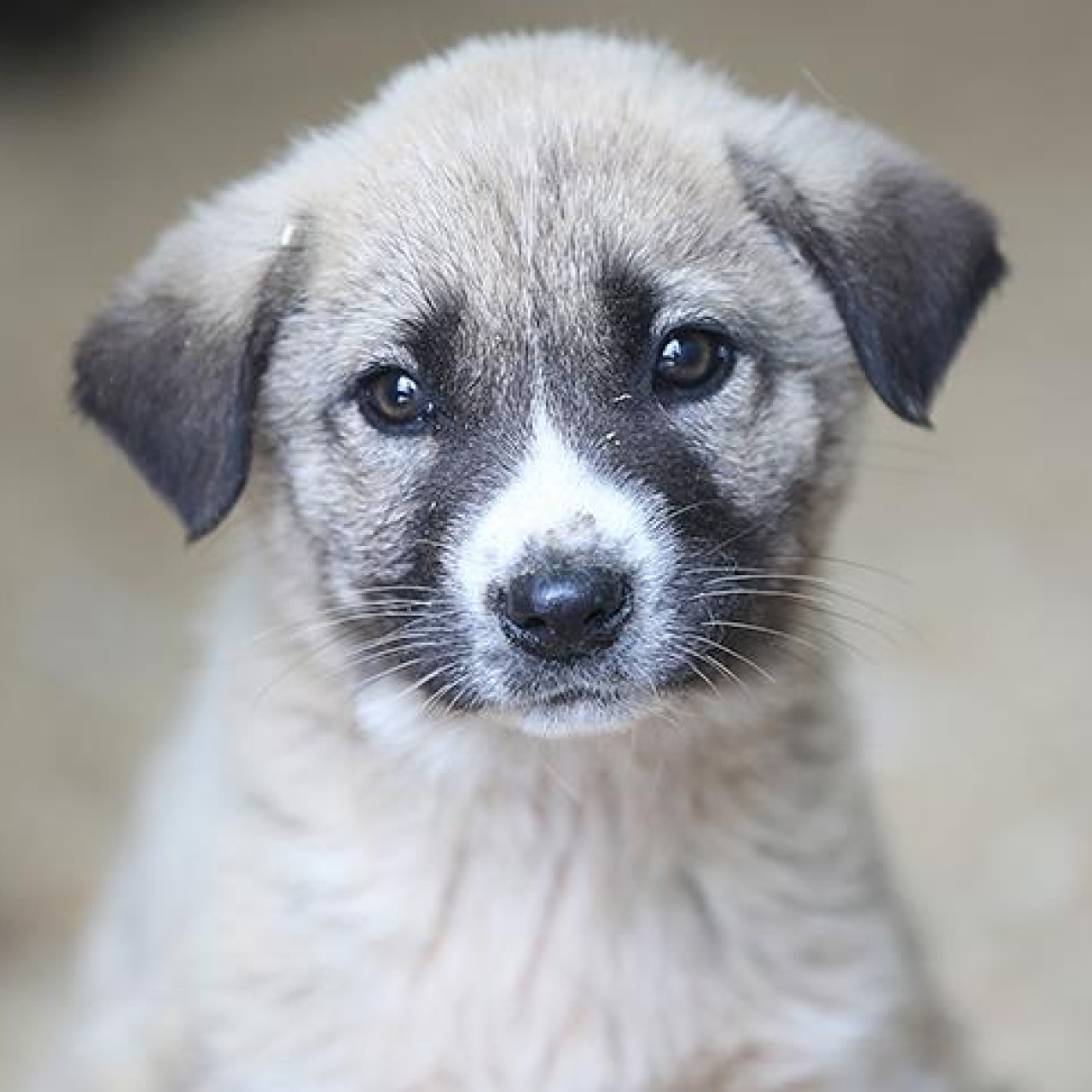 Dünya Sokak Hayvanları Günü mesajları