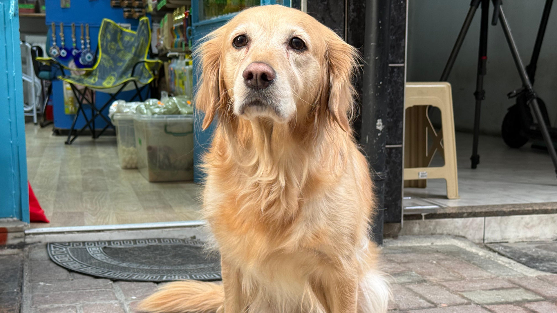 Hastalığına tanı konulamayan köpek sevginin gücüyle hayata bağlandı