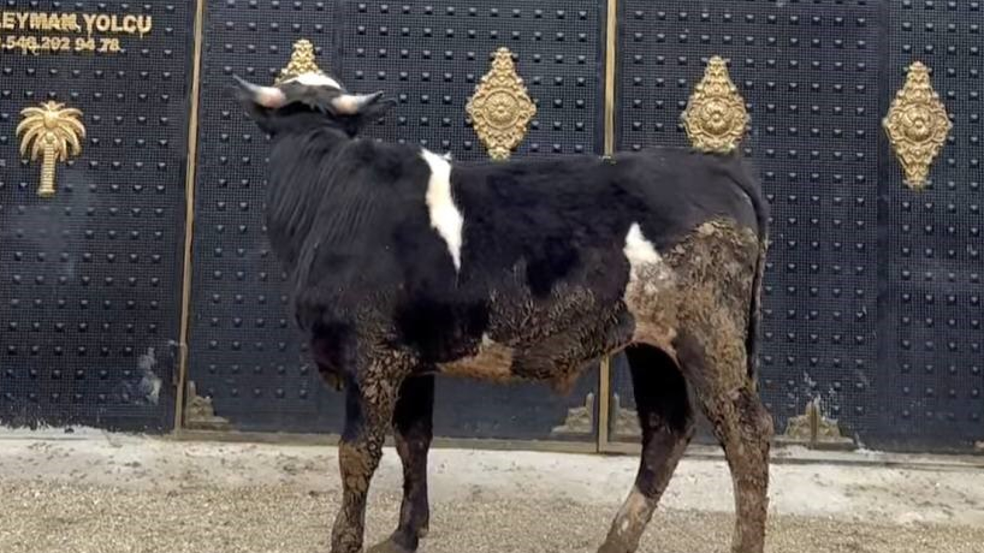 Heykeli gerçek sanıp kaçtı: Tosunun şaşkınlığı sosyal medyada gündem oldu