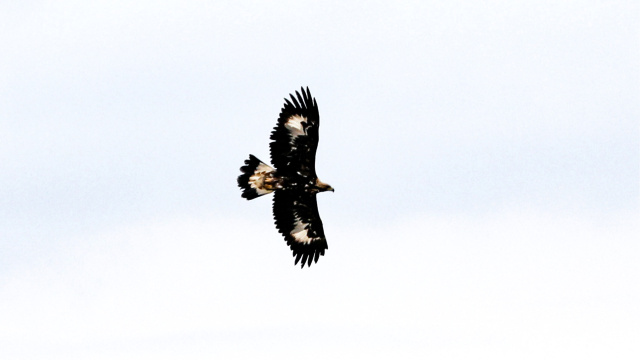 320 km'ye çıkıyor... Iğdır'da görüntülendi
