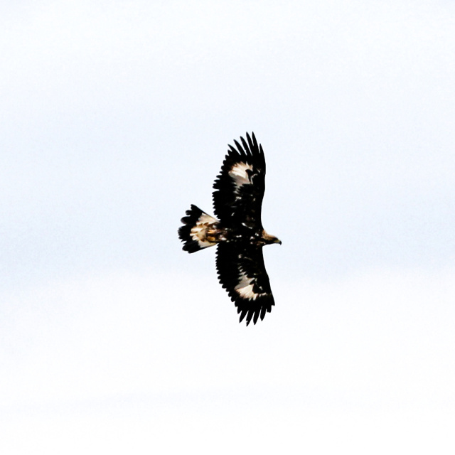 320 km'ye çıkıyor... Iğdır'da görüntülendi