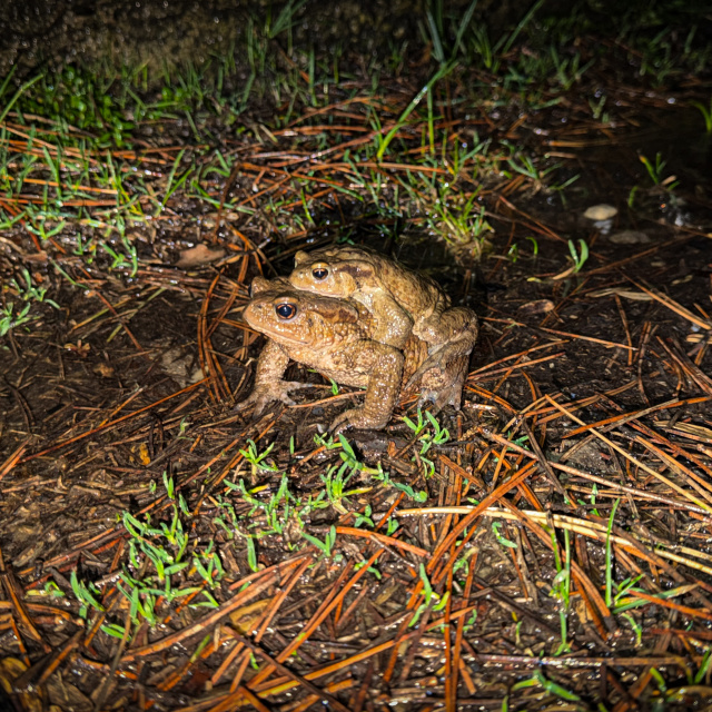 Ormandan gölete 5 bin yıllık göç!