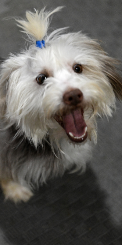 Sahibini kaybeden engelli köpek Yumoş, koşacağı günleri bekliyor