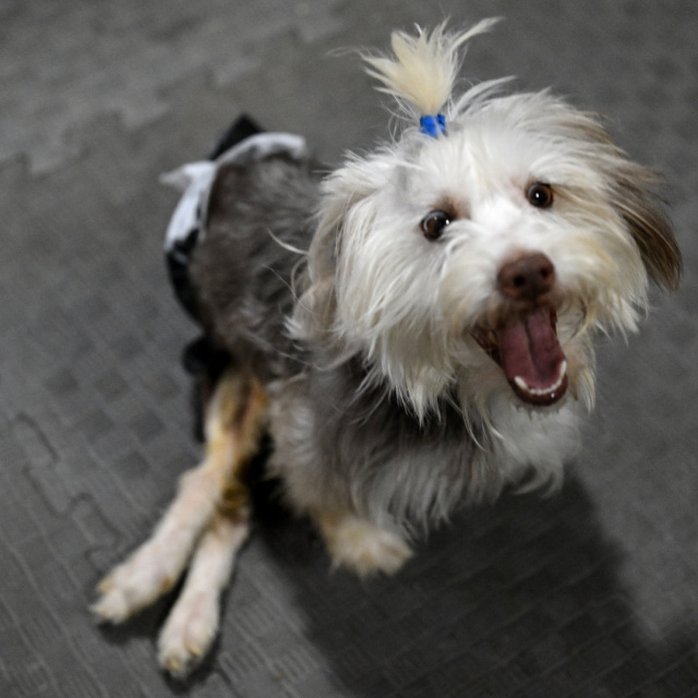 Sahibini kaybeden engelli köpek Yumoş, koşacağı günleri bekliyor