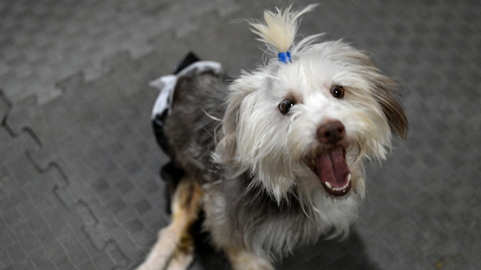 Sahibini kaybeden engelli köpek Yumoş, koşacağı günleri bekliyor