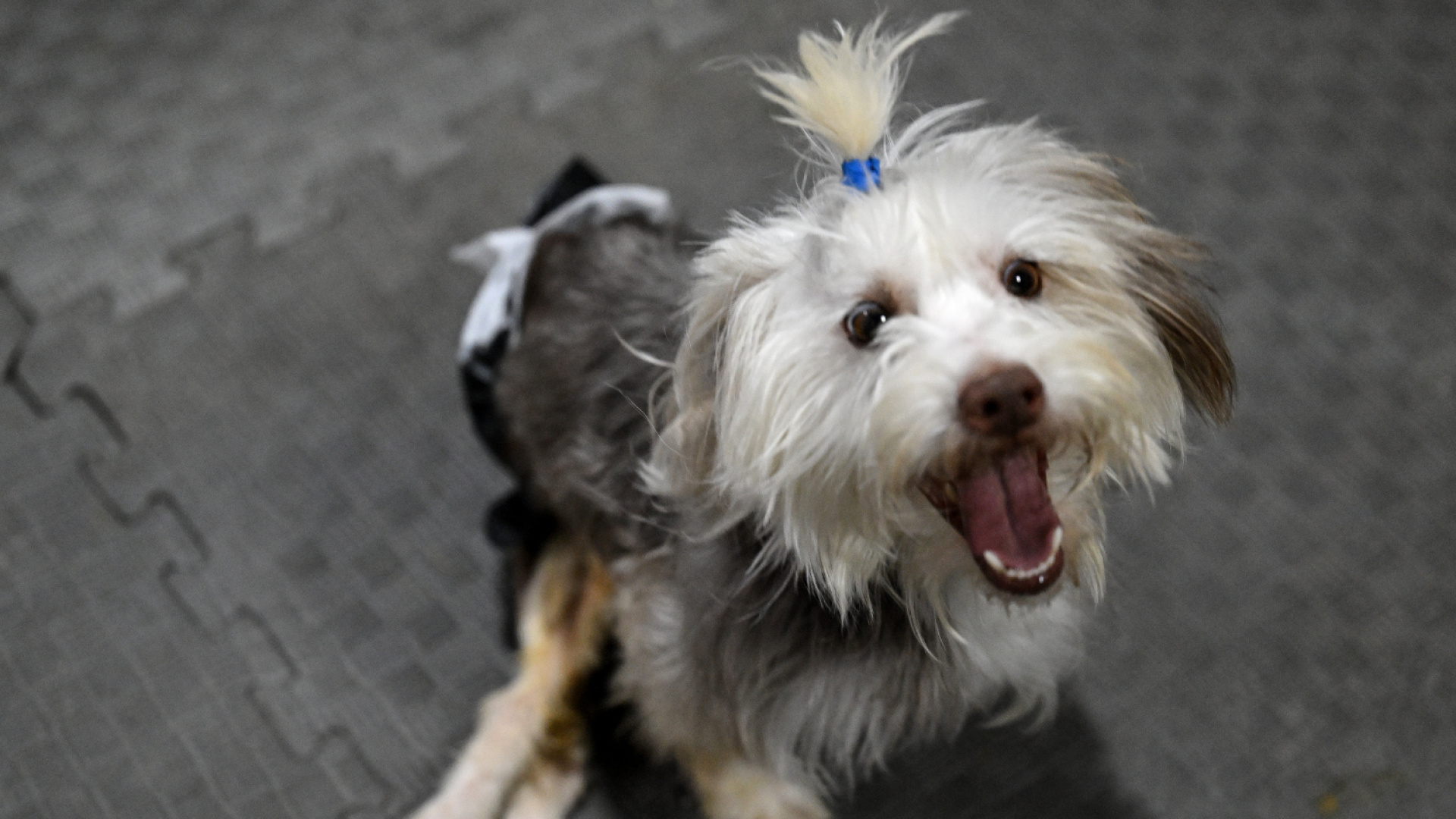 Sahibi Vefat Eden Engelli Köpek Yumoş, Ankara'da Fizik Tedaviyle Yeni Yuva Umuduyla İyileşiyor