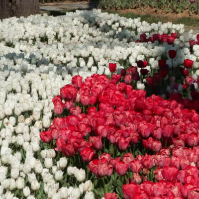 İstanbul'da 3 milyon 580 bin lale dikildi