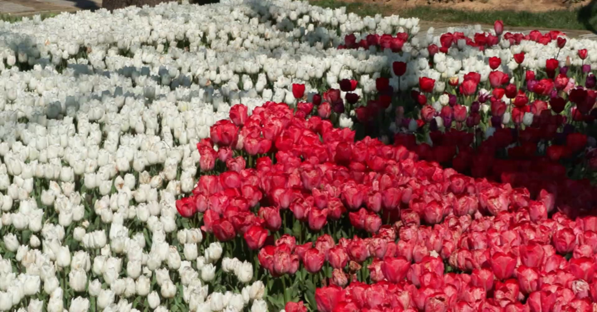 İstanbul'da 3 milyon lale dikildi