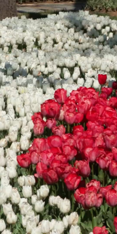 İstanbul'da 3 milyon 580 bin lale dikildi