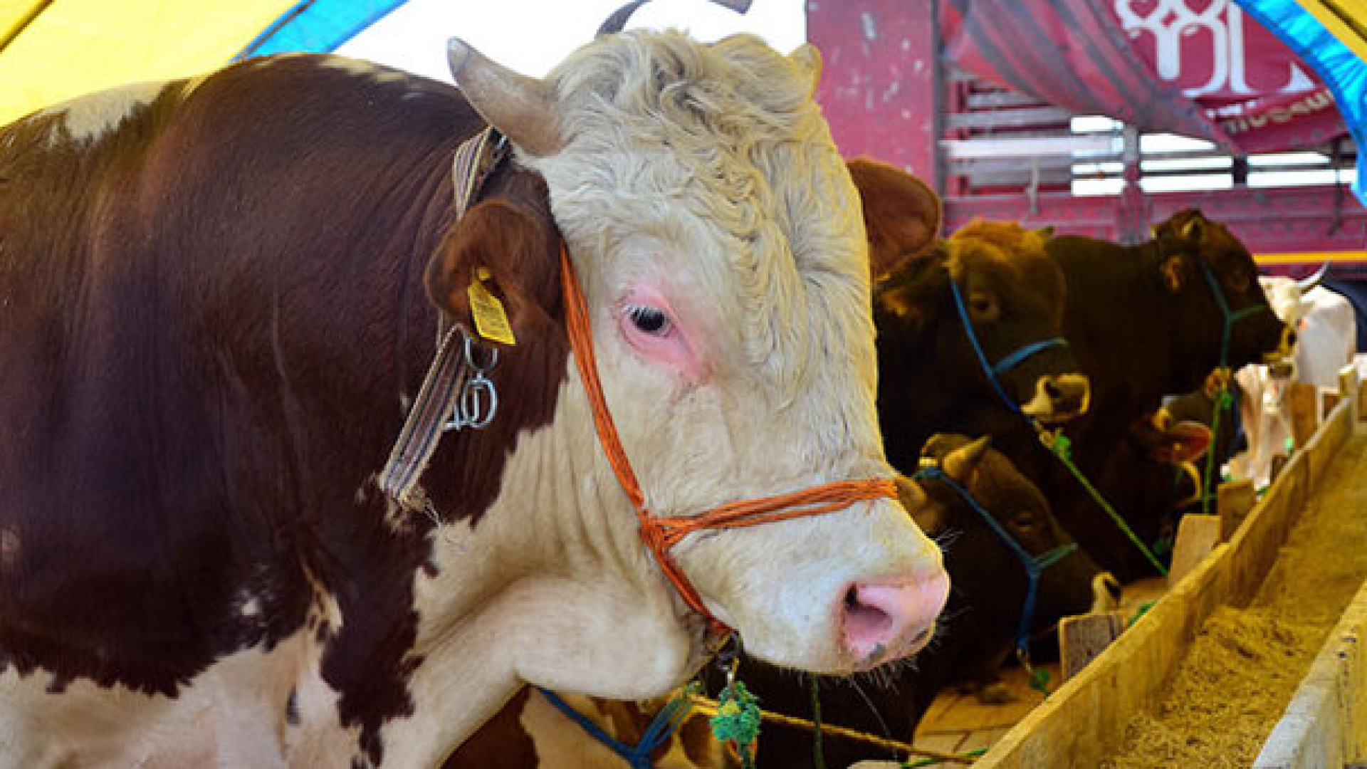 Kurban Bayramı ne zaman, hangi tarihte? Bayram tat…