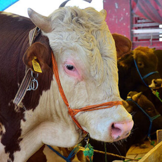 Kurban Bayramı ne zaman?