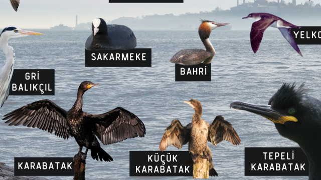 'Kuş Gözlemi ve Dijital Müzik Üretimi' Borusan Contemporary'de