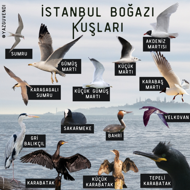 'Kuş Gözlemi ve Dijital Müzik Üretimi' Borusan Contemporary'de