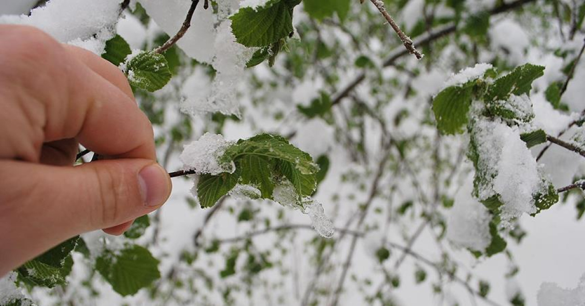 Tarım ve Orman Bakanlığı 'zirai don' uyarısı