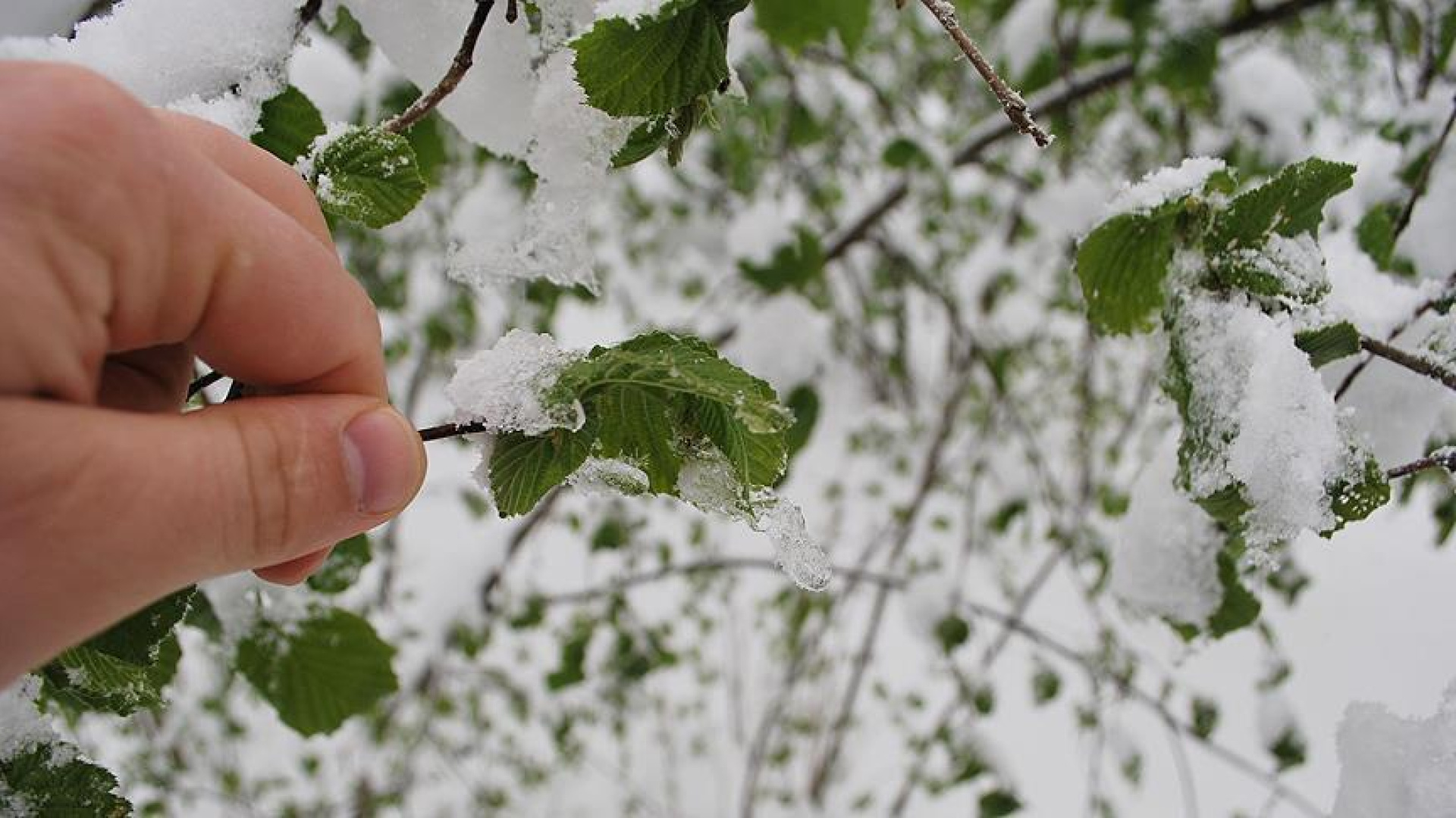 Tarım ve Orman Bakanlığı'ndan Kritik Zirai Don Uyarısı: 7-11 Nisan Tarihlerine Dikkat