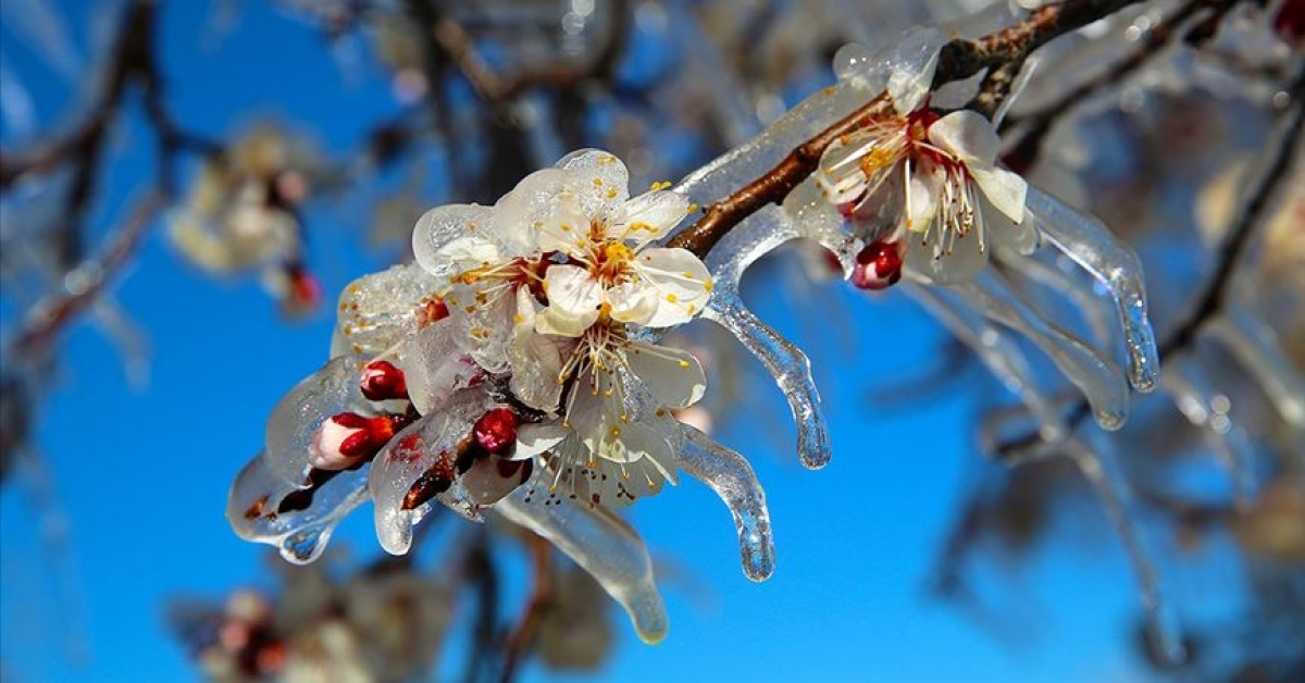 Tarım ve Orman Bakanlığı, Zirai Don Uyarısı Veriyor