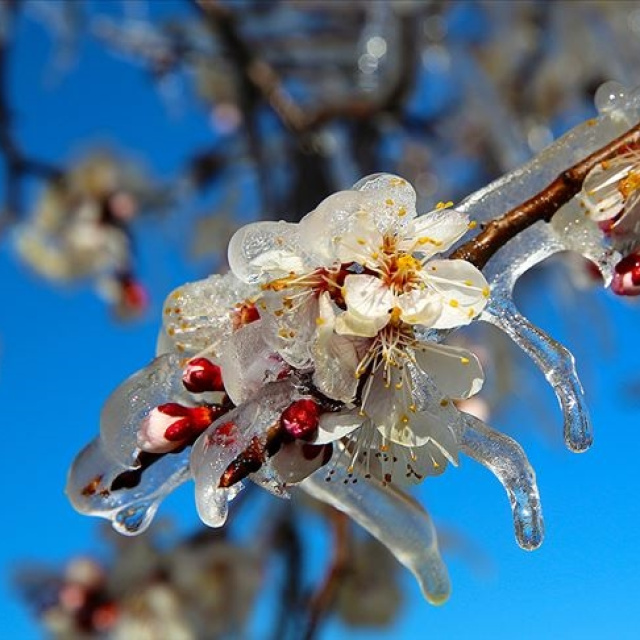 Çiftçiye zirai don uyarısı