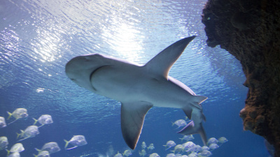 Bahamalar'da üç tür köpek balığında saptandı