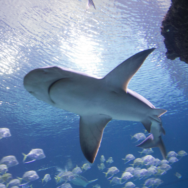 Bahamalar'da üç tür köpek balığında saptandı