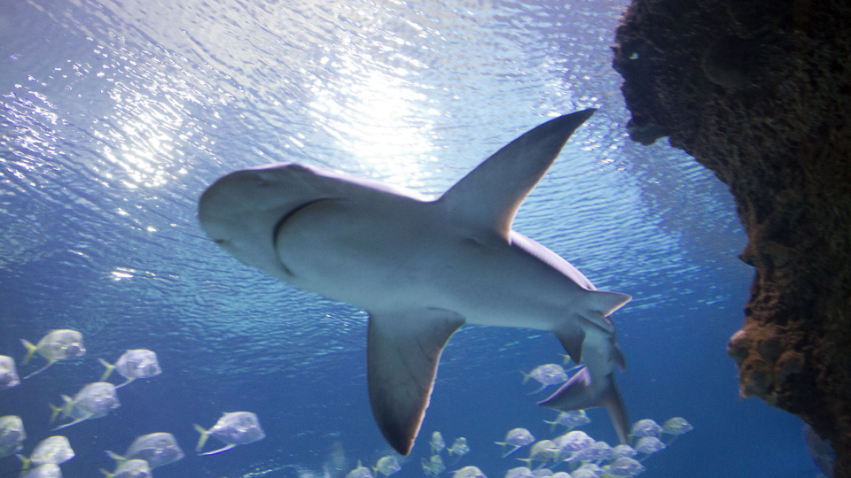 Bahamalar'da üç tür köpek balığında saptandı