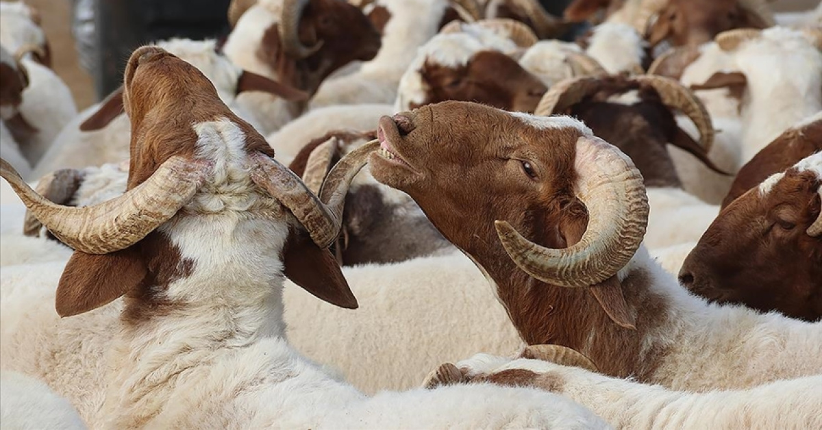 2026 Kurban Bayramı Tarihleri ve Tatil Süresi