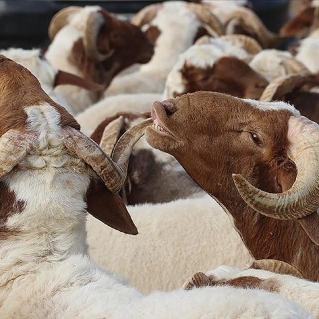Kurban Bayramı kaç gün tatil olacak?