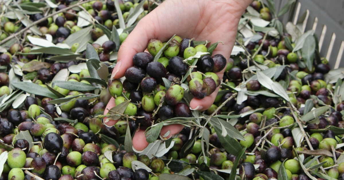 BAKTAT Zeytin Sanayi Ticaret A. Ş. üçaylık geçici mühlet