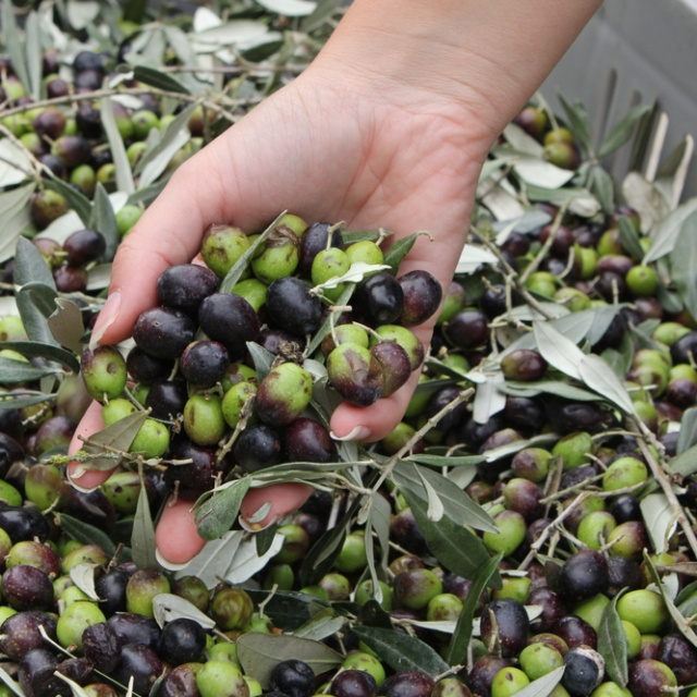 Zeytin devinden konkordato kararı