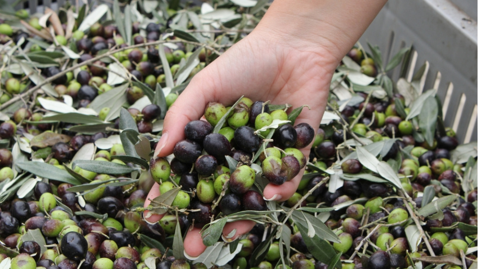 Zeytin devinden konkordato kararı