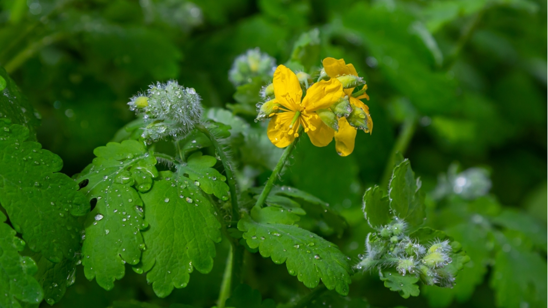 Gözlerine kırlangıç otu suyu damlattı, göremez hale geldi - Haberler | Sağlık Haberleri