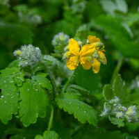 Gözlerine kırlangıç otu suyu damlattı, göremez hale geldi