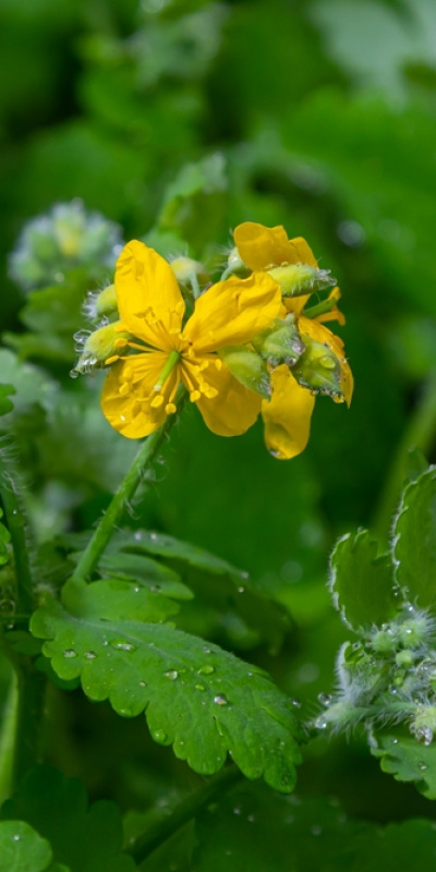Gözlerine suyunu damlattı, göremez hale geldi