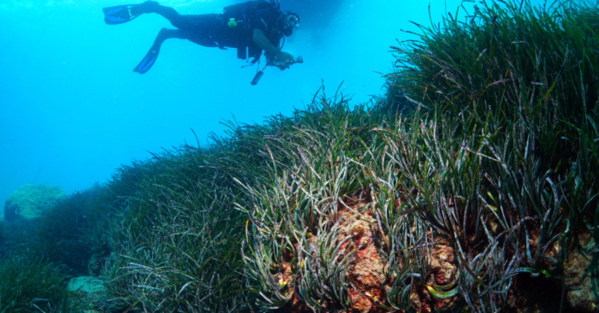 Akdeniz'de Posidonia Çayırları Korunuyor