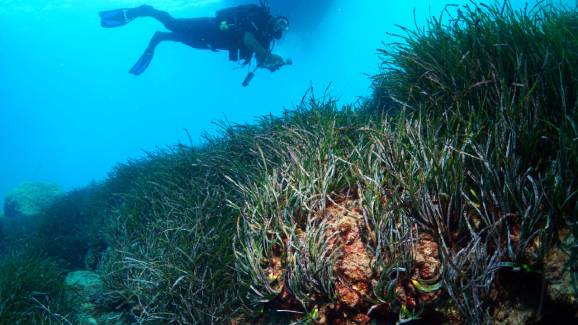 Akdeniz'in "akciğerleri"ne koruma | Son dakika haberleri