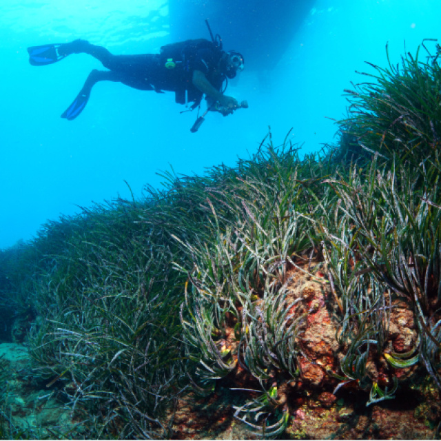 Akdeniz'in "akciğerleri"ne koruma