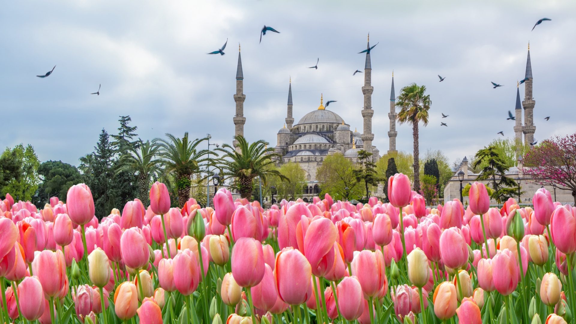 İstanbul Lale Festivali başladı! Emirgan'dan Sultanahmet'e bu renkli şölene eşlik edebileceğiniz rengarenk duraklar!