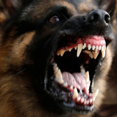 Zincirsiz köpek saldırısına rekor tazminat!