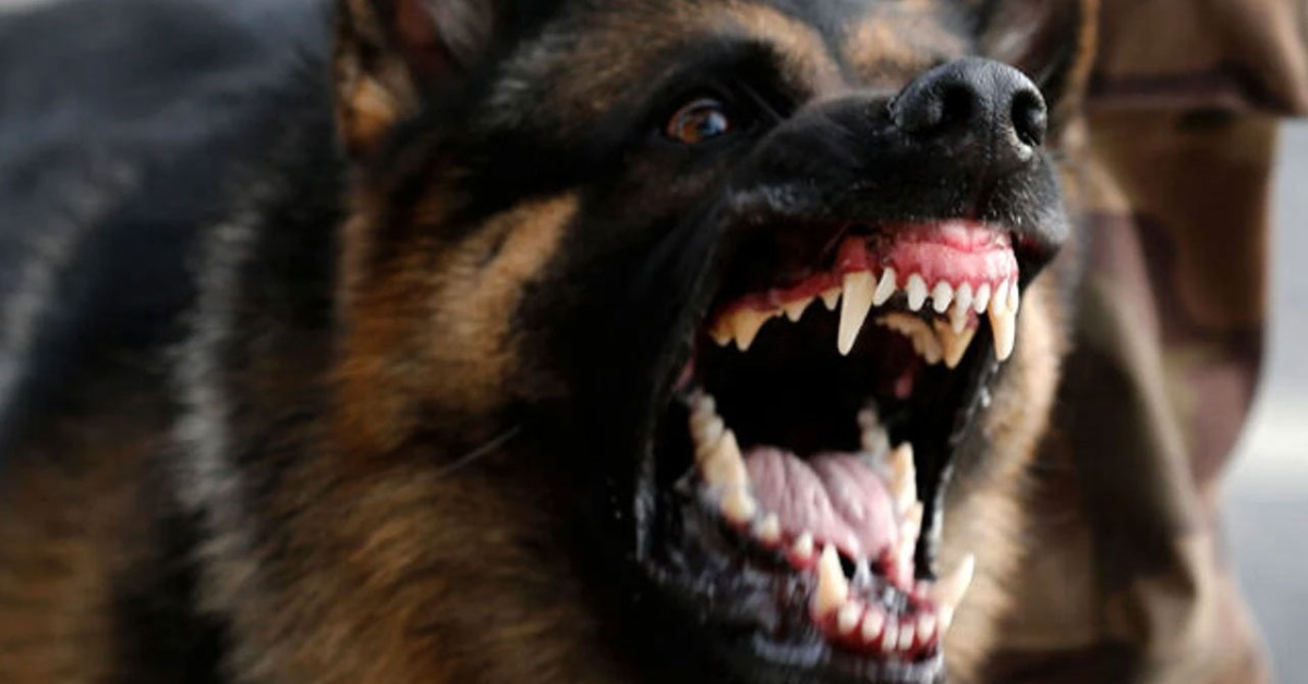 Kayseri'de Köpek Saldırısı ve Rekor Tazminat