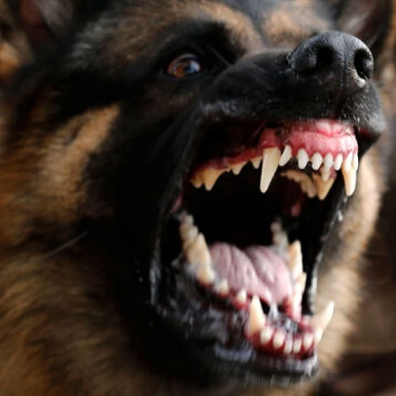 Zincirsiz köpek saldırısına rekor tazminat!