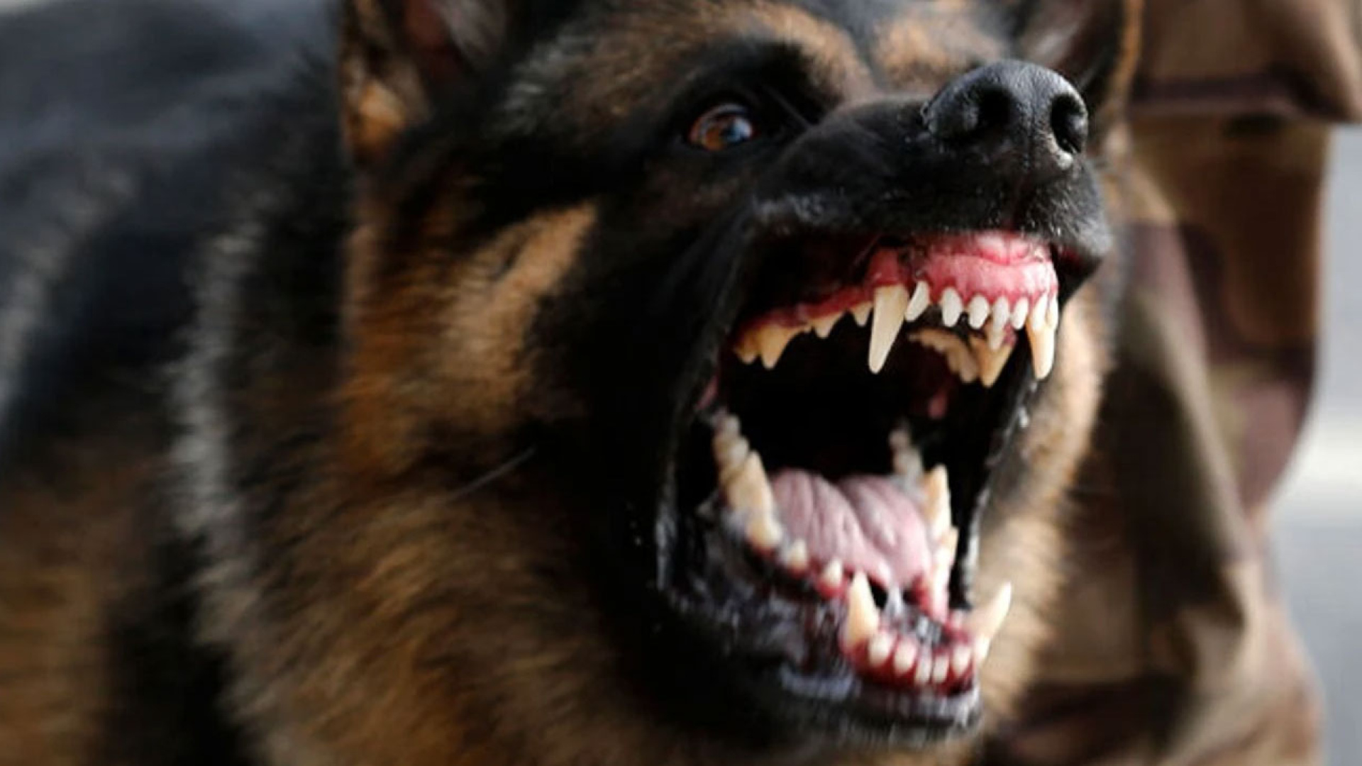 SON DAKİKA: Zincirsiz köpek saldırısına rekor tazminat | Kayseri haberleri | Son dakika haberleri