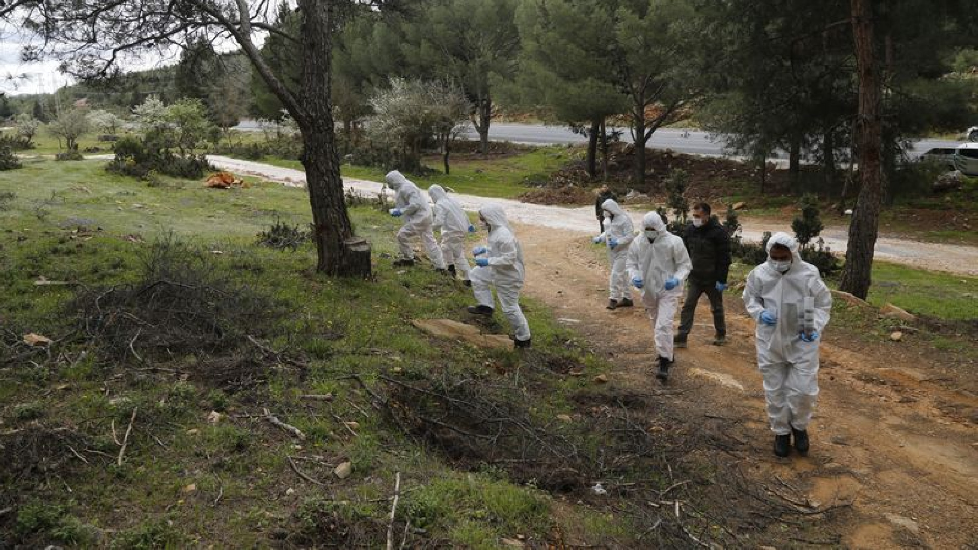 Çam keseye karşı "Terminatör böcek" | Son dakika haberleri